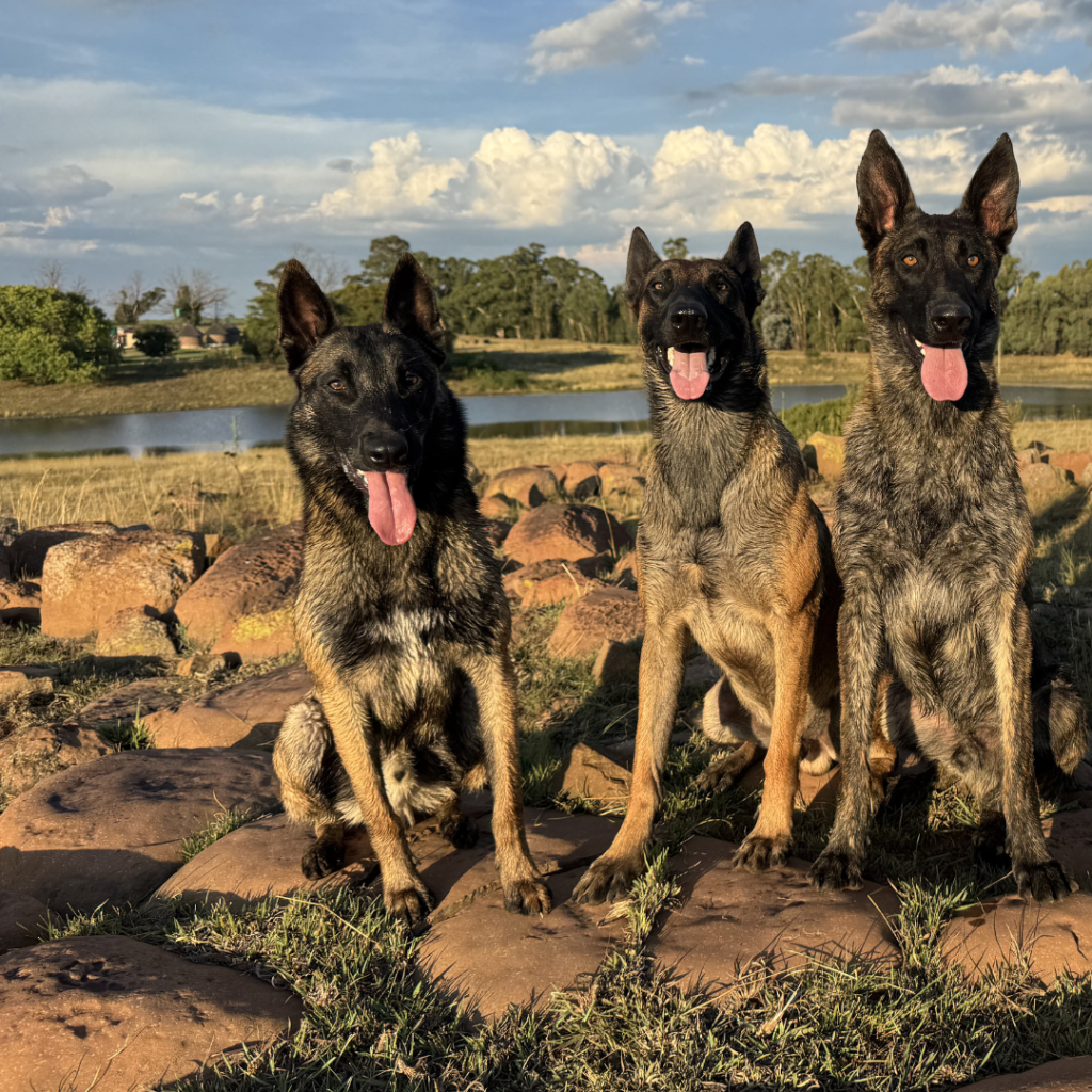 K9Training