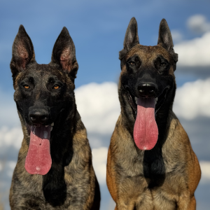 k9